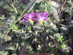 Oxalis stellata
