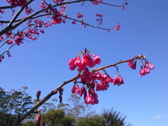 Prunus campanulata