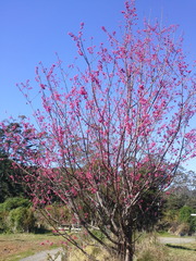Prunus campanulata