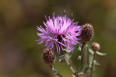 Centaurea pseudomaculosa