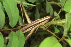 Mermiria intertexta