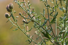 Centaurea pseudomaculosa