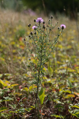 Centaurea pseudomaculosa