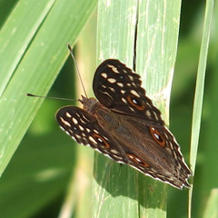 Junonia lemonias aenaria