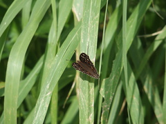 Junonia lemonias aenaria