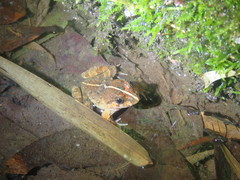 Limnonectes fujianensis