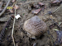 Termitomyces robustus