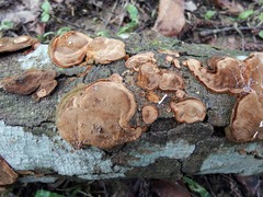 Phellinus formosanus