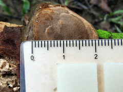 Phellinus formosanus