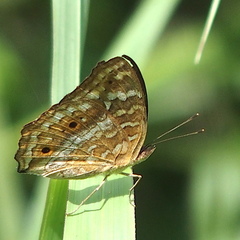 Junonia lemonias aenaria