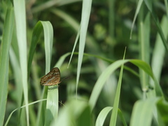 Junonia lemonias aenaria