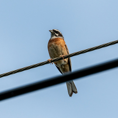 Emberiza cioides