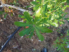 Banksia integrifolia