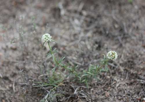 shrubby false buttonweed