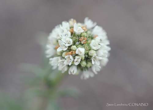 shrubby false buttonweed