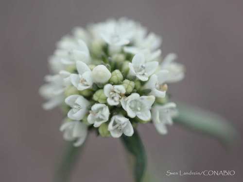 shrubby false buttonweed
