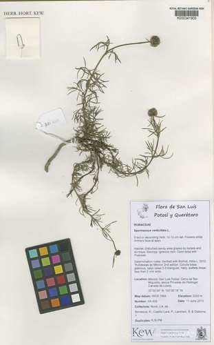 shrubby false buttonweed