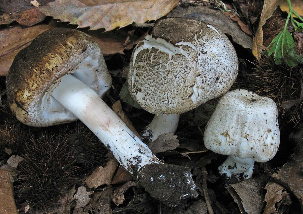 Inky Agaricus
