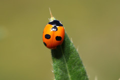 Coccinella magnifica