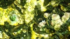 Paiva's Blenny photo 2