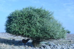 Salix acmophylla