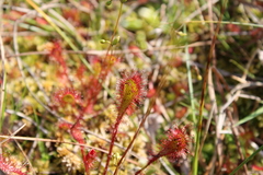 Drosera × obovata