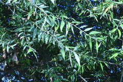 Salix acmophylla