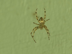 Araneus diadematus