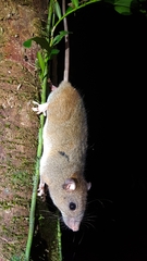 Melomys