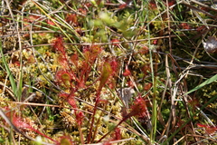 Drosera × obovata