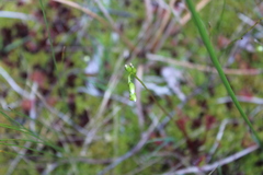 Drosera × obovata