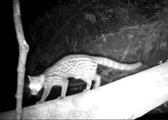 Bourlon's Genet photo 1