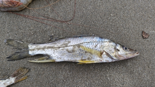 Brochet (Centropomus ensiferus) — Centropomidae — 3