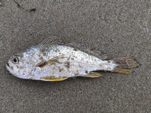 Shorthead drum (Larimus breviceps) — Sciaenidae — 5