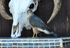 Accipiter cooperii