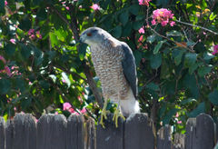 Accipiter cooperii