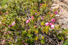 Phyllodoce empetriformis