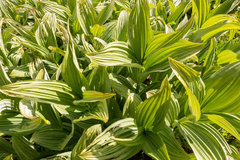 Veratrum viride