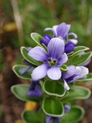 Veronica benthamii