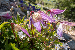 Clematis occidentalis dissecta
