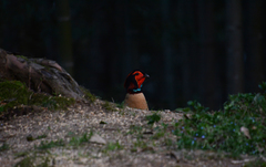 Tragopan caboti