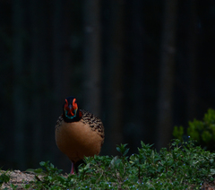 Tragopan caboti