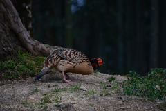 Tragopan caboti