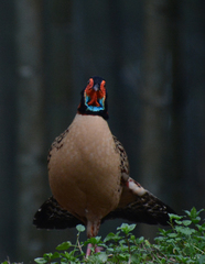 Tragopan caboti