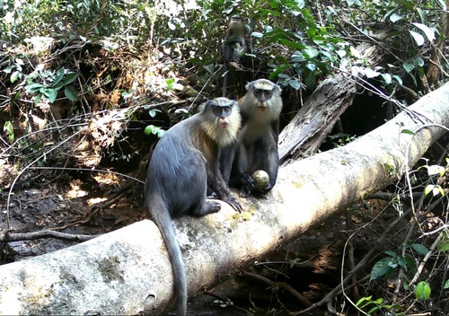 Campbell's Monkey