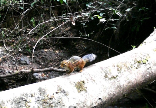 Fire-footed Rope Squirrel