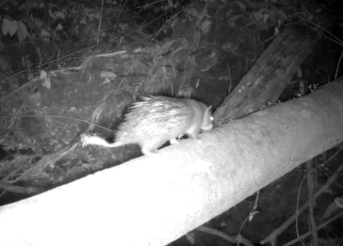 African Brush-tailed Porcupine