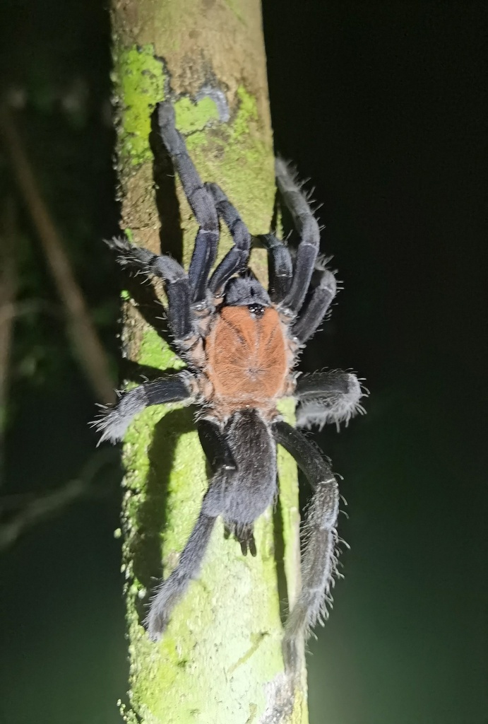 Chilocosmia dichromata