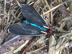 Ctenucha multifaria