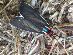 Ctenucha multifaria